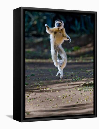 Verreaux's Sifaka (Propithecus Verreauxi) Lemur Dancing, Madagascar-null-Framed Premier Image Canvas