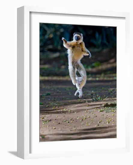 Verreaux's Sifaka (Propithecus Verreauxi) Lemur Dancing, Madagascar-null-Framed Photographic Print