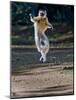 Verreaux's Sifaka (Propithecus Verreauxi) Lemur Dancing, Madagascar-null-Mounted Photographic Print