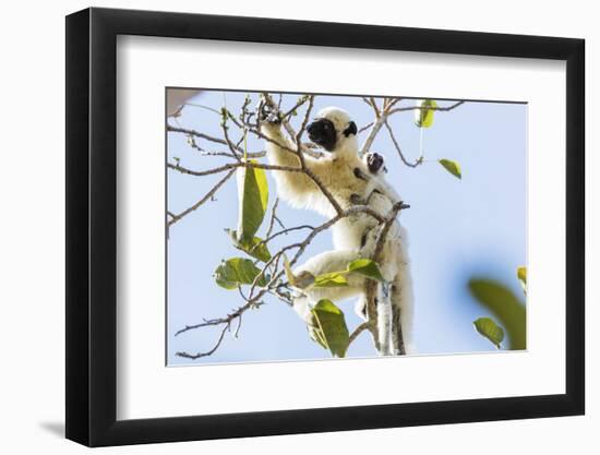 Verreaux's sifaka (Propithecus verreauxi), Tsingy du Bemaraha National Park, western area, Madagasc-Christian Kober-Framed Photographic Print