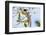 Verreaux's sifaka (Propithecus verreauxi), Tsingy du Bemaraha National Park, western area, Madagasc-Christian Kober-Framed Photographic Print