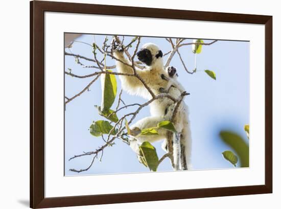 Verreaux's sifaka (Propithecus verreauxi), Tsingy du Bemaraha National Park, western area, Madagasc-Christian Kober-Framed Photographic Print