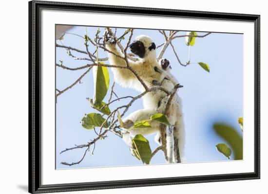 Verreaux's sifaka (Propithecus verreauxi), Tsingy du Bemaraha National Park, western area, Madagasc-Christian Kober-Framed Photographic Print