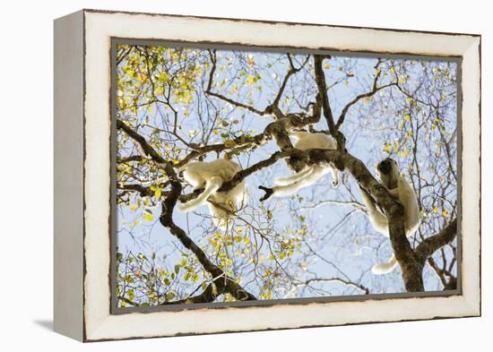 Verreaux's sifaka (Propithecus verreauxi), Zombitse-Vohibasia National Park, southern area, Madagas-Christian Kober-Framed Premier Image Canvas