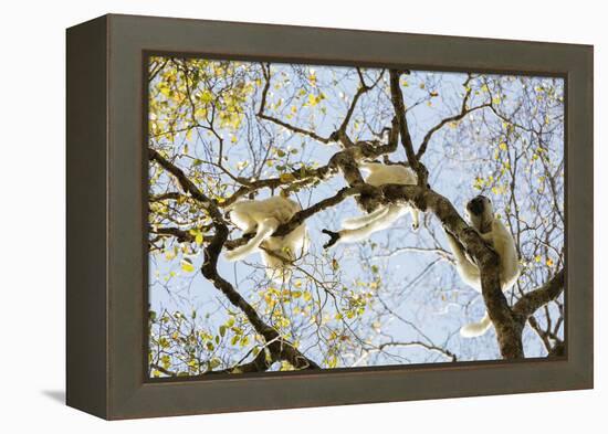 Verreaux's sifaka (Propithecus verreauxi), Zombitse-Vohibasia National Park, southern area, Madagas-Christian Kober-Framed Premier Image Canvas