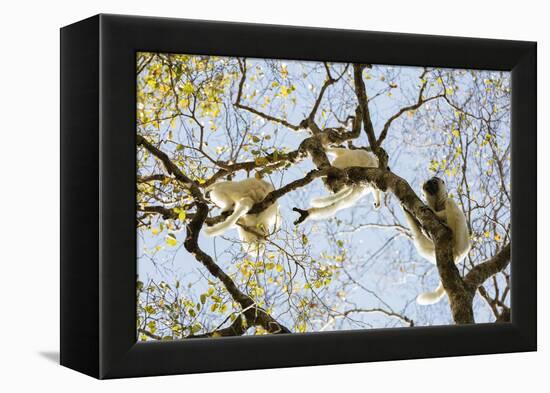 Verreaux's sifaka (Propithecus verreauxi), Zombitse-Vohibasia National Park, southern area, Madagas-Christian Kober-Framed Premier Image Canvas