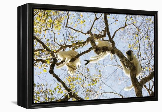 Verreaux's sifaka (Propithecus verreauxi), Zombitse-Vohibasia National Park, southern area, Madagas-Christian Kober-Framed Premier Image Canvas