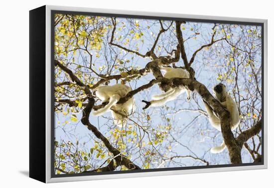 Verreaux's sifaka (Propithecus verreauxi), Zombitse-Vohibasia National Park, southern area, Madagas-Christian Kober-Framed Premier Image Canvas