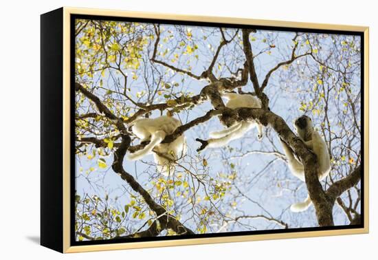 Verreaux's sifaka (Propithecus verreauxi), Zombitse-Vohibasia National Park, southern area, Madagas-Christian Kober-Framed Premier Image Canvas