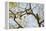 Verreaux's sifaka (Propithecus verreauxi), Zombitse-Vohibasia National Park, southern area, Madagas-Christian Kober-Framed Premier Image Canvas