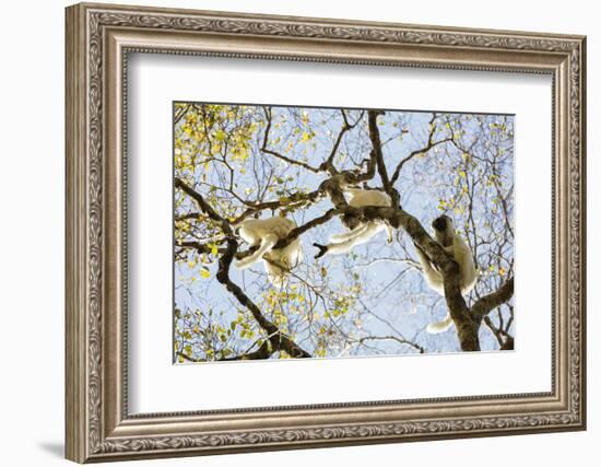 Verreaux's sifaka (Propithecus verreauxi), Zombitse-Vohibasia National Park, southern area, Madagas-Christian Kober-Framed Photographic Print