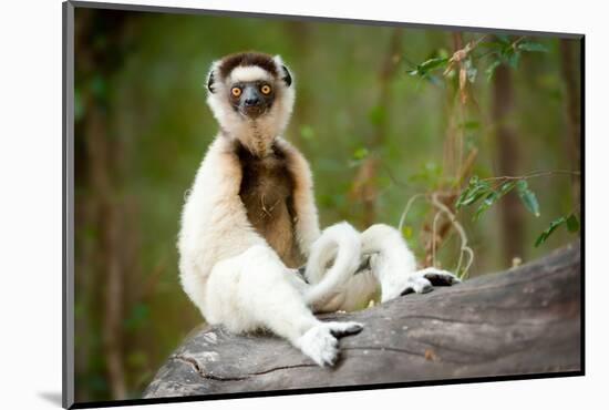 Verreaux's sifaka sitting on log in forest, Madagascar-Nick Garbutt-Mounted Photographic Print