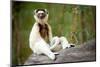 Verreaux's sifaka sitting on log in forest, Madagascar-Nick Garbutt-Mounted Photographic Print
