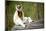 Verreaux's sifaka sitting on log in forest, Madagascar-Nick Garbutt-Mounted Photographic Print