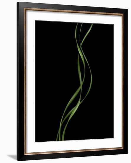 Verse 10E: Ponytail Palm Fronds-Doris Mitsch-Framed Photographic Print