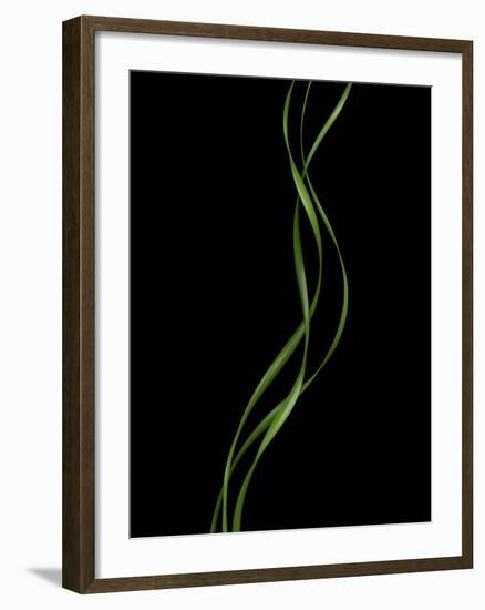 Verse 10E: Ponytail Palm Fronds-Doris Mitsch-Framed Photographic Print