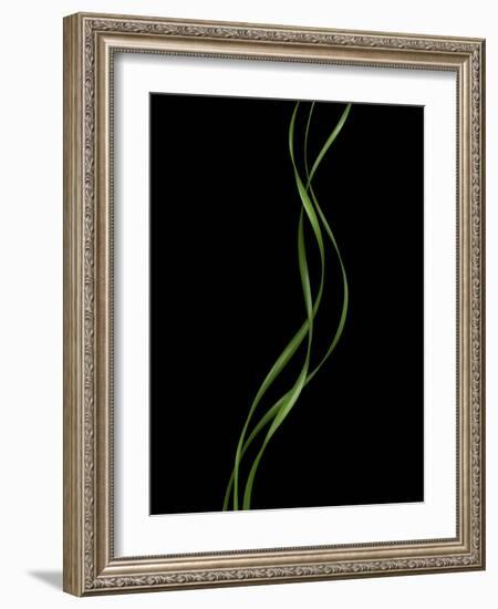 Verse 10E: Ponytail Palm Fronds-Doris Mitsch-Framed Photographic Print