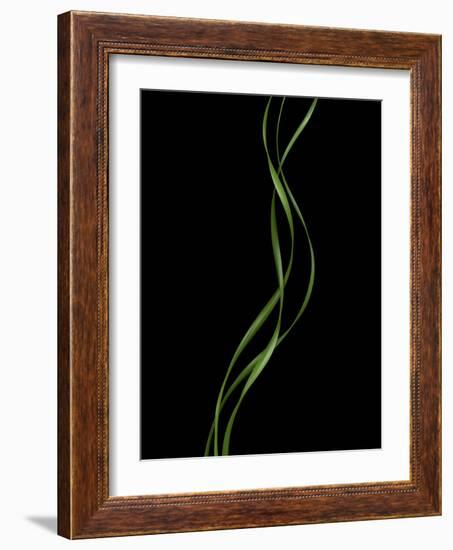 Verse 10E: Ponytail Palm Fronds-Doris Mitsch-Framed Photographic Print