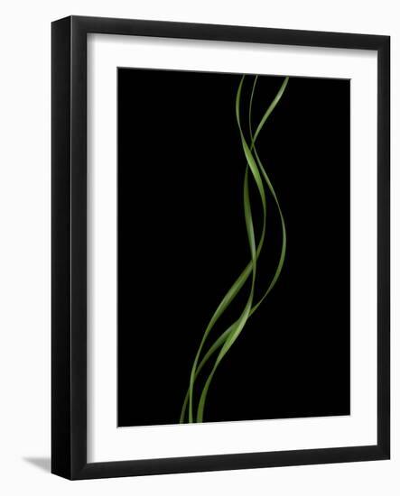 Verse 10E: Ponytail Palm Fronds-Doris Mitsch-Framed Photographic Print