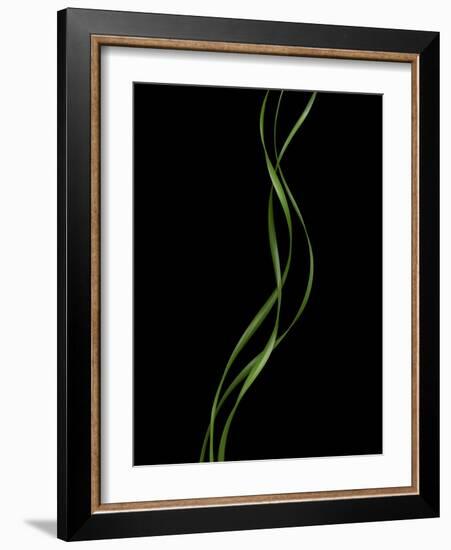 Verse 10E: Ponytail Palm Fronds-Doris Mitsch-Framed Photographic Print