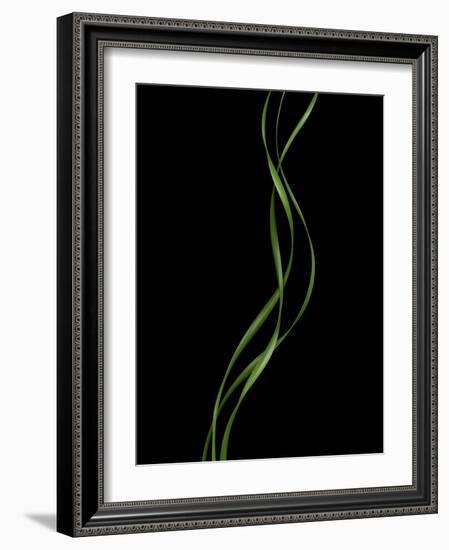 Verse 10E: Ponytail Palm Fronds-Doris Mitsch-Framed Photographic Print