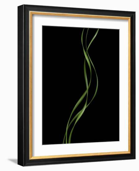 Verse 10E: Ponytail Palm Fronds-Doris Mitsch-Framed Photographic Print