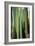 Vertical Candelabro Cactus in Oaxaca, 2003-Pedro Diego Alvarado-Framed Giclee Print