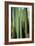 Vertical Candelabro Cactus in Oaxaca, 2003-Pedro Diego Alvarado-Framed Giclee Print