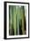 Vertical Candelabro Cactus in Oaxaca, 2003-Pedro Diego Alvarado-Framed Giclee Print