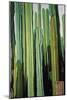 Vertical Candelabro Cactus in Oaxaca, 2003-Pedro Diego Alvarado-Mounted Giclee Print