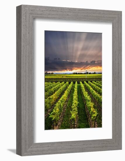 Vertical Panorama of Vineyard at Sunset in Niagara Peninsula, Ontario, Canada.-elenathewise-Framed Photographic Print