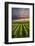 Vertical Panorama of Vineyard at Sunset in Niagara Peninsula, Ontario, Canada.-elenathewise-Framed Photographic Print