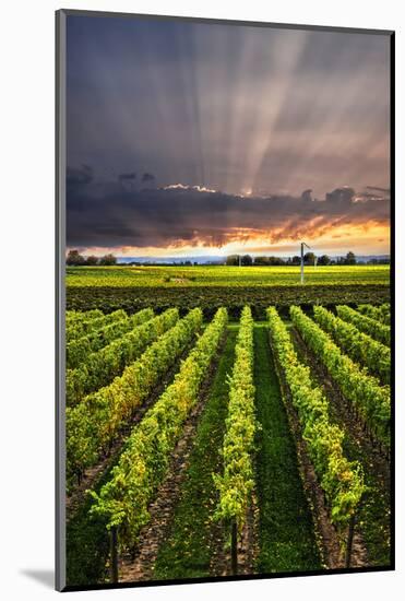 Vertical Panorama of Vineyard at Sunset in Niagara Peninsula, Ontario, Canada.-elenathewise-Mounted Photographic Print