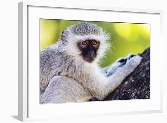 Vervet monkey , Augrabies Falls Nat'l Park, Northern Cape, South Africa, Africa-Christian Kober-Framed Photographic Print