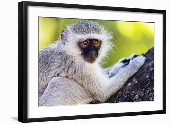 Vervet monkey , Augrabies Falls Nat'l Park, Northern Cape, South Africa, Africa-Christian Kober-Framed Photographic Print