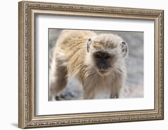 Vervet Monkey (Cercopithecus Aethiops), Chobe National Park, Botswana, Africa-Sergio Pitamitz-Framed Photographic Print