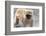 Vervet Monkey (Cercopithecus Aethiops), Chobe National Park, Botswana, Africa-Sergio Pitamitz-Framed Photographic Print