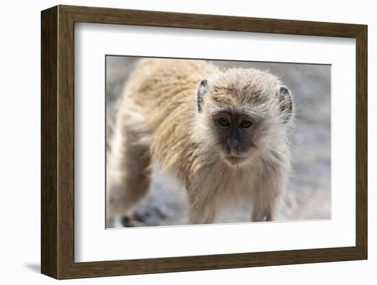 Vervet Monkey (Cercopithecus Aethiops), Chobe National Park, Botswana, Africa-Sergio Pitamitz-Framed Photographic Print
