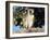 Vervet Monkey (Cercopithecus Aethiops), Kruger National Park, South Africa, Africa-Steve & Ann Toon-Framed Photographic Print