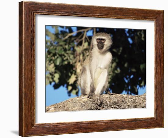 Vervet Monkey (Cercopithecus Aethiops), Kruger National Park, South Africa, Africa-Steve & Ann Toon-Framed Photographic Print