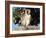 Vervet Monkey (Cercopithecus Aethiops), Kruger National Park, South Africa, Africa-Steve & Ann Toon-Framed Photographic Print