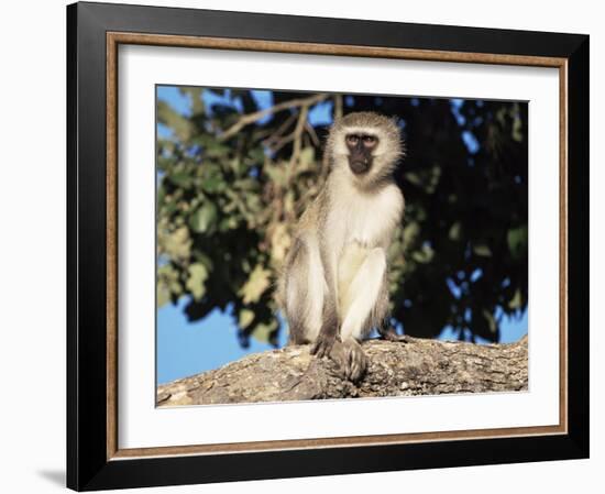 Vervet Monkey (Cercopithecus Aethiops), Kruger National Park, South Africa, Africa-Steve & Ann Toon-Framed Photographic Print