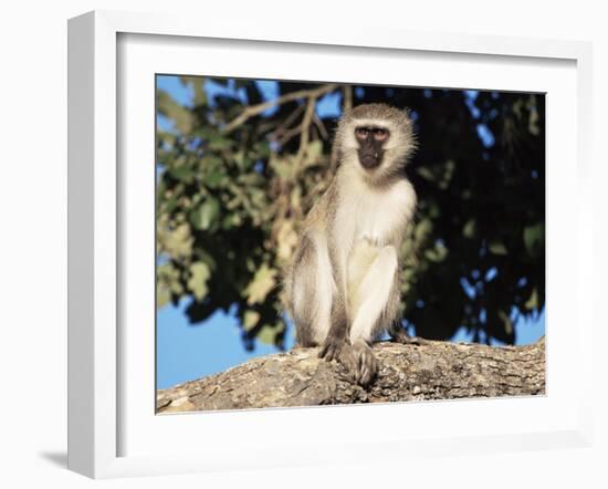 Vervet Monkey (Cercopithecus Aethiops), Kruger National Park, South Africa, Africa-Steve & Ann Toon-Framed Photographic Print