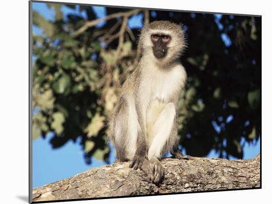 Vervet Monkey (Cercopithecus Aethiops), Kruger National Park, South Africa, Africa-Steve & Ann Toon-Mounted Photographic Print