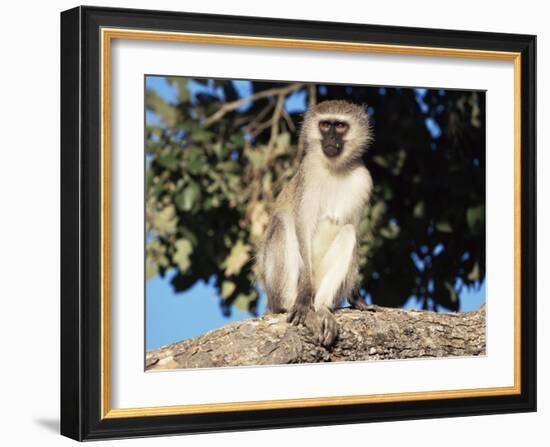 Vervet Monkey (Cercopithecus Aethiops), Kruger National Park, South Africa, Africa-Steve & Ann Toon-Framed Photographic Print