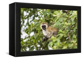 Vervet Monkey (Cercopithecus Aethiops) Sitting in A Tree, South Africa-Curioso Travel Photography-Framed Premier Image Canvas
