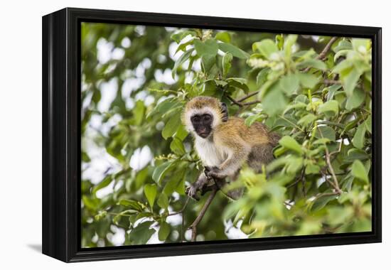 Vervet Monkey (Cercopithecus Aethiops) Sitting in A Tree, South Africa-Curioso Travel Photography-Framed Premier Image Canvas