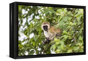 Vervet Monkey (Cercopithecus Aethiops) Sitting in A Tree, South Africa-Curioso Travel Photography-Framed Premier Image Canvas