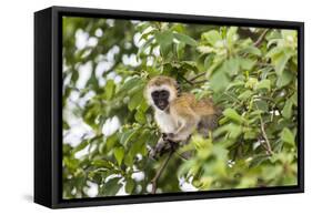 Vervet Monkey (Cercopithecus Aethiops) Sitting in A Tree, South Africa-Curioso Travel Photography-Framed Premier Image Canvas