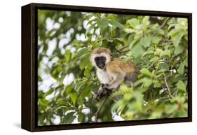 Vervet Monkey (Cercopithecus Aethiops) Sitting in A Tree, South Africa-Curioso Travel Photography-Framed Premier Image Canvas